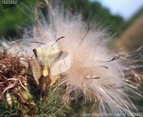 Image of stink bug at summer time