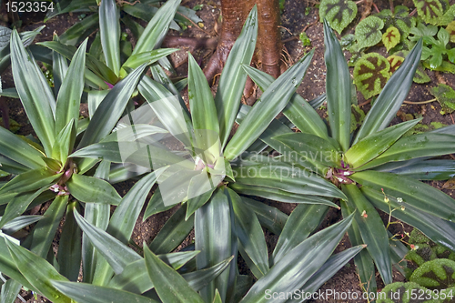 Image of succulent plants