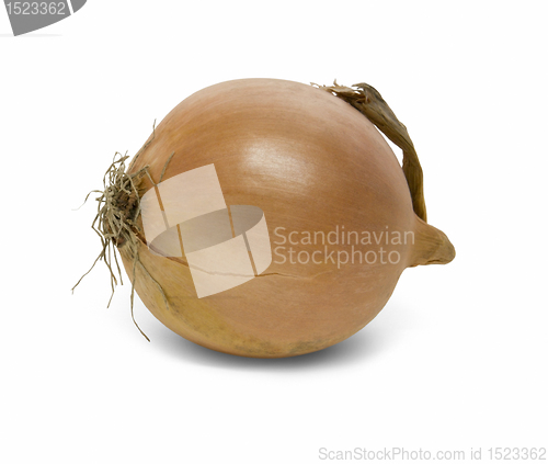 Image of onion