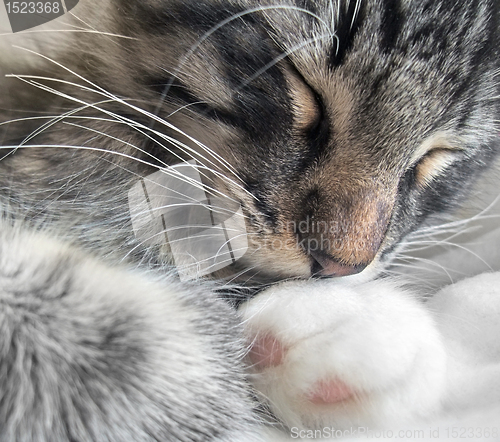 Image of sleeping cat portrait