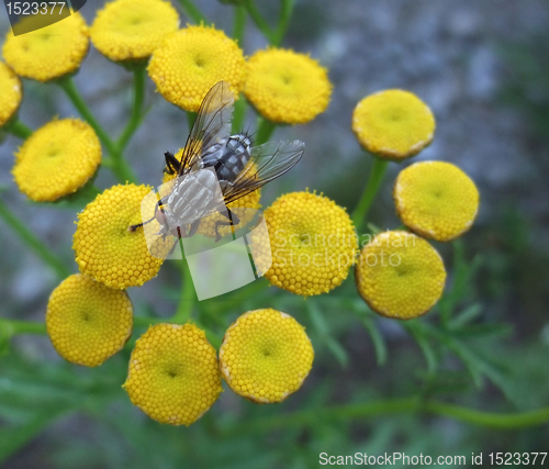 Image of flesh fly on yellow flowers