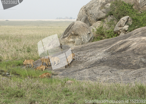 Image of some young Lions near rock formation