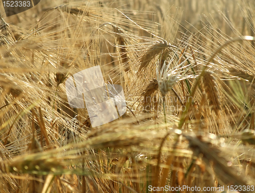 Image of barley field