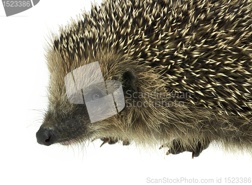 Image of hedgehog portrait