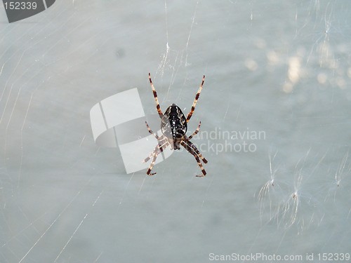 Image of Spider