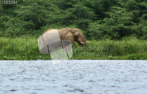 Image of waterside scenery with Elephant