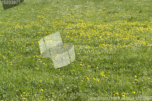 Image of vibrant dandelion meadow