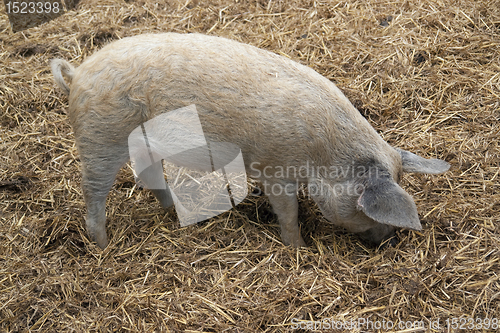 Image of Domestic Pig and manure