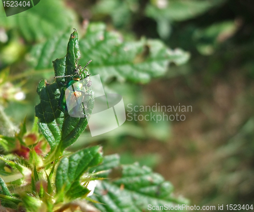 Image of Chrysolina fastuosa in sunny ambiance