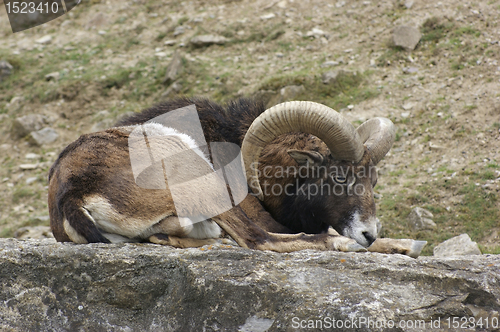 Image of mouflon resting on stone