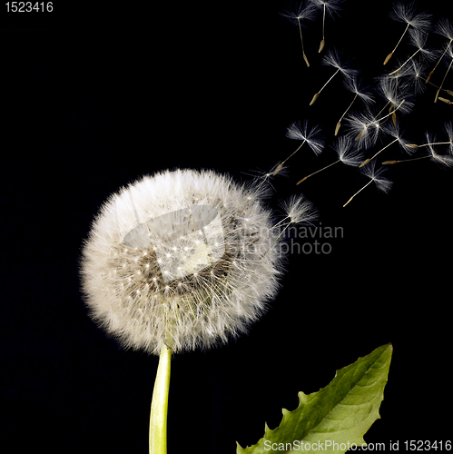 Image of blowball and flying dandelion seeds