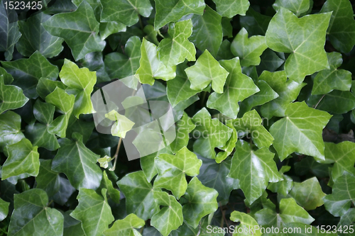 Image of ivy leaves closeup