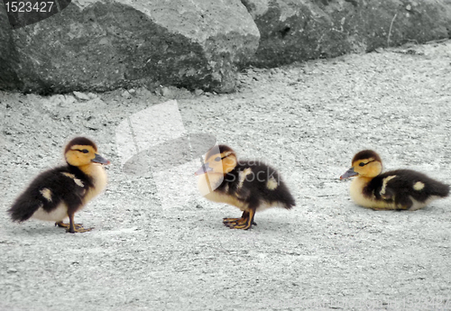 Image of duck fledglings