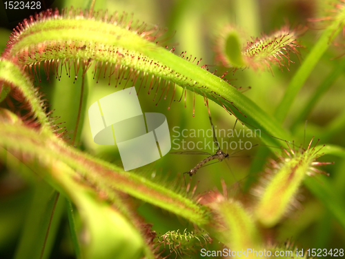 Image of sundew plant detail