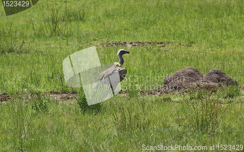 Image of White-backed Vulture in grassy ambiance