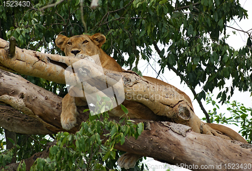 Image of Lion resting in a tree