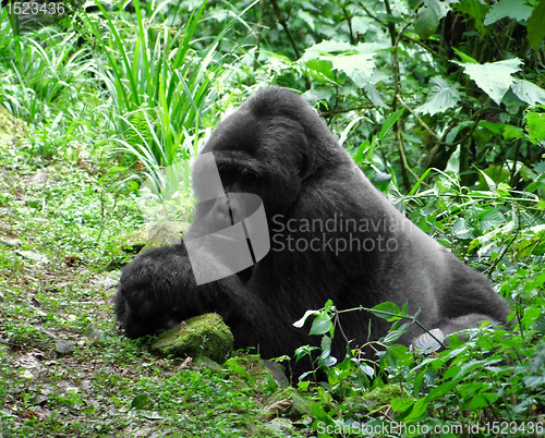 Image of Gorilla in the jungle