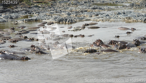 Image of lots ofswimming Hippos