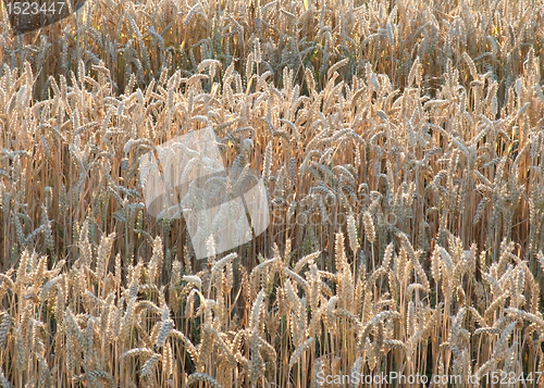 Image of illuminated wheat field detail