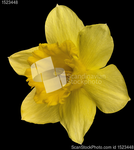 Image of yellow daffodil on black