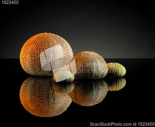 Image of sea urchins