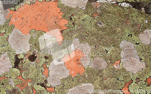 Image of lichen background