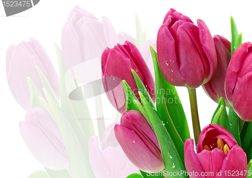 Image of Pink tulips