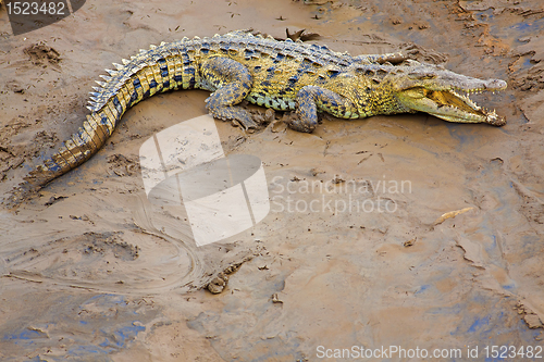 Image of Crocodile at the riverbank