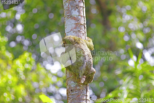 Image of Three-toed Sloth