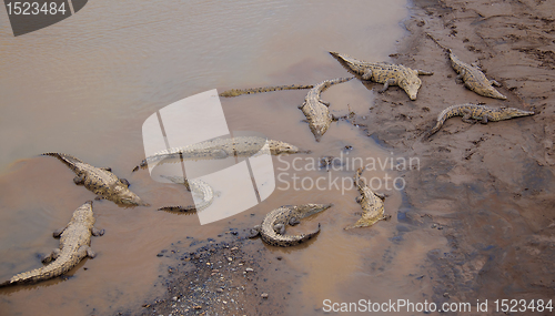 Image of Crocodiles at the riverbank
