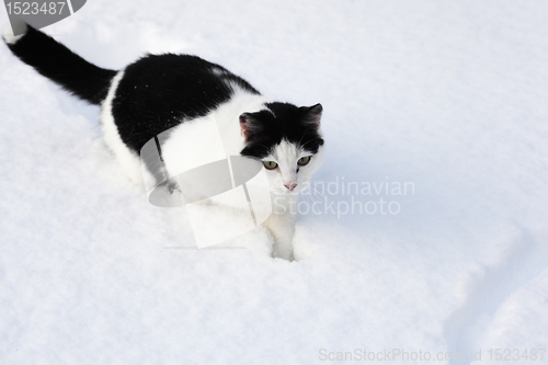 Image of little black and white cat sitting in the snow