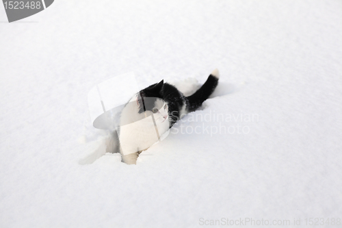 Image of little black and white cat sitting in the snow