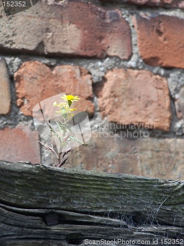 Image of a little flower