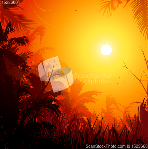 Image of Jungle background