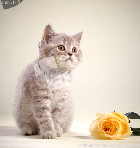 Image of kitten and yellow rose