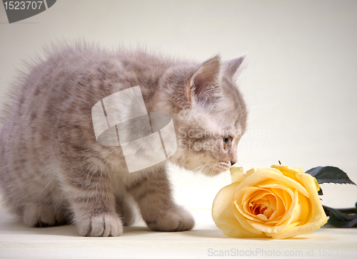 Image of kitten and yellow rose