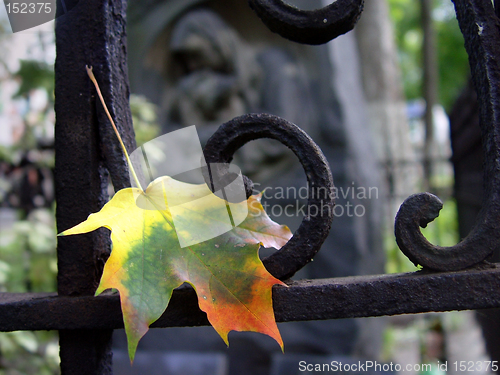 Image of Autumn leaf at the cemetery