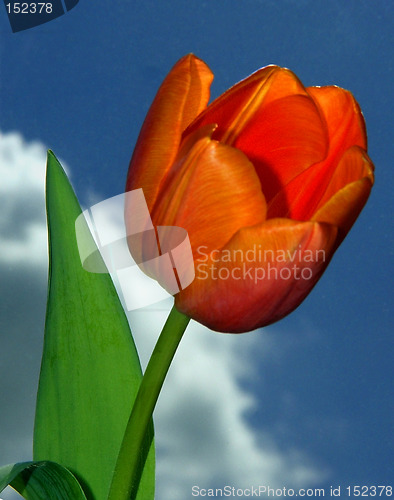 Image of Beautiful Tulip against the stormy sky