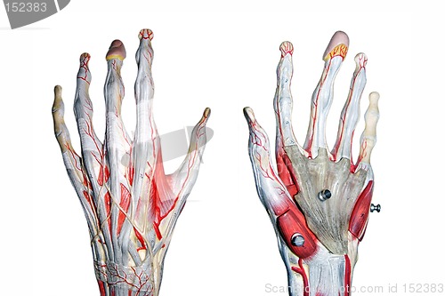 Image of 2 hands for medical study