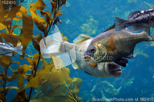 Image of Fish in the ocean