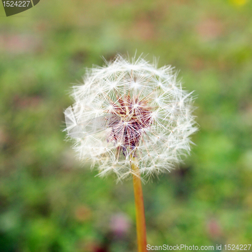 Image of Dandelion flower