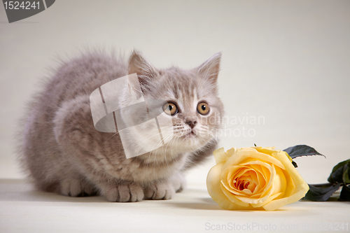 Image of kitten and yellow rose