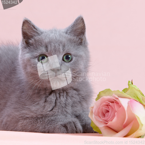 Image of kitten and pink rose