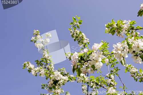 Image of Blooming apple tree.