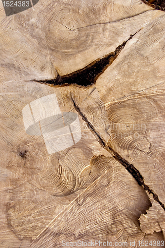 Image of Cutting texture of old tree.