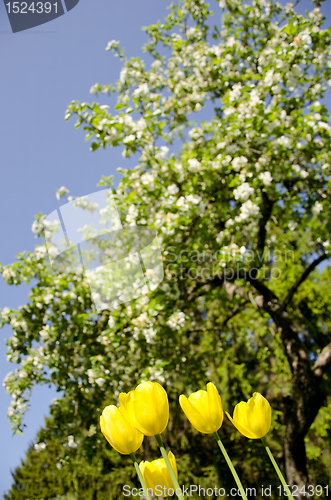 Image of Yellow tulips in background of blooming tree.