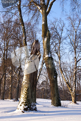 Image of Broken maple trunk natural winter park with snow 