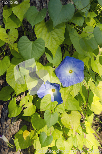 Image of Clematis. 