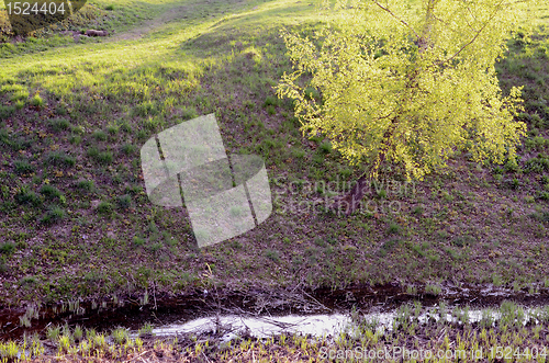 Image of Staring spring birch near stream. 