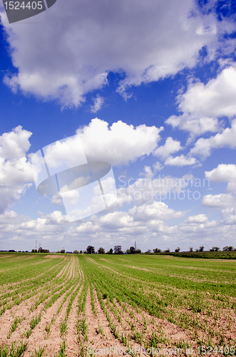 Image of Winter seeds in agricultural fields.